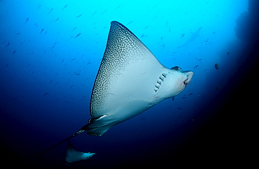 Spotted Eagle ray, Aetobatus narinari, Ecuador, South America, Gal?pagos, Galapagos, Island, Pacific Ocean