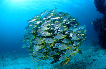 YELLOWTAIL GRUNTS, Anisotremus interruptus, Ecuador, South America, Gal?pagos, Galapagos, Island, Pacific Ocean