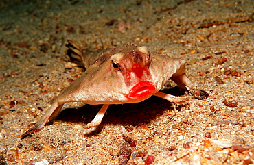 RED LIPPED BATFISH, OGCOCEPHALUS DARWINI, Ecuador, South America, Gal?pagos, Galapagos, Island, Pacific Ocean