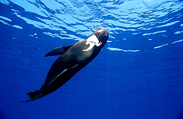 FUR SEA LION, ARCTOCEPHALUS GALAPAGOENSIS, Ecuador, South America, Gal?pagos, Galapagos, Island, Pacific Ocean