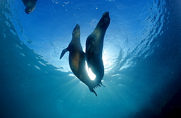 FUR SEA LION, ARCTOCEPHALUS GALAPAGOENSIS, Ecuador, South America, Gal?pagos, Galapagos, Island, Pacific Ocean