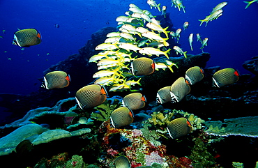 butterflyfish, Chaetodon collare, Burma, Myanmar, Birma, Indian ocean, Andaman sea