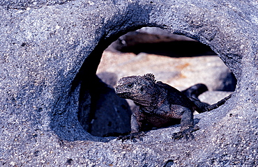 Marine Iguana, Amblyrhynchus cristatus, Ecuador, South America, Gal?pagos, Galapagos, Island, Pacific Ocean