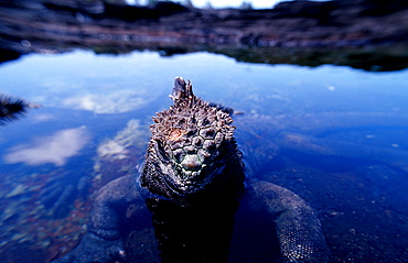 Marine Iguana, Amblyrhynchus cristatus, Ecuador, South America, Gal?pagos, Galapagos, Island, Pacific Ocean