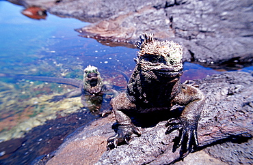 Marine Iguana, Amblyrhynchus cristatus, Ecuador, South America, Gal?pagos, Galapagos, Island, Pacific Ocean