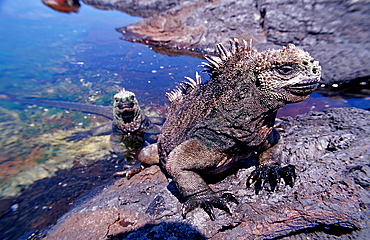 Marine Iguana, Amblyrhynchus cristatus, Ecuador, South America, Gal?pagos, Galapagos, Island, Pacific Ocean