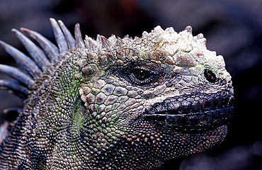 Marine Iguana, Amblyrhynchus cristatus, Ecuador, South America, Gal?pagos, Galapagos, Island, Pacific Ocean