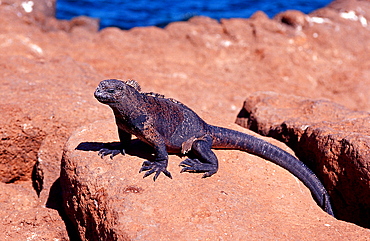 Marine Iguana, Amblyrhynchus cristatus, Ecuador, South America, Gal?pagos, Galapagos, Island, Pacific Ocean