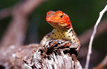 Galapagos lava lizard, Microcolophus spp., Ecuador, South America, Gal?pagos, Galapagos, Island, Pacific Ocean