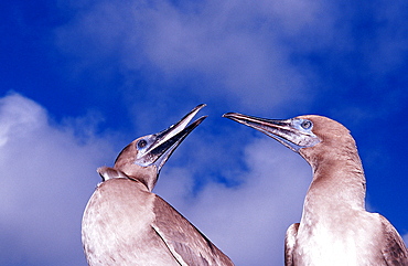 Blue-footed bobby, Sula nebouxii, Ecuador, South America, Gal?pagos, Galapagos, Island, Pacific Ocean