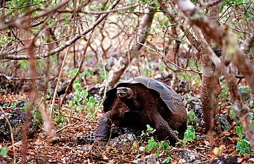 Giant Tortoise of Santa Cruz, Indefatigable, Geocheione elephantopus, Ecuador, South America, Gal?pagos, Santa Cruz, Galapagos, Island