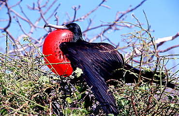 Great Frigate, Fregata minor, Ecuador, South America, Gal?pagos, Galapagos, Island, Pacific Ocean