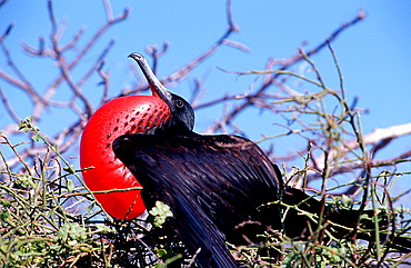 Great Frigate, Fregata minor, Ecuador, South America, Gal?pagos, Galapagos, Island, Pacific Ocean