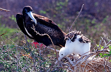 Female Great Frigate with chick, Fregata minor, Ecuador, South America, Gal?pagos, Galapagos, Island, Pacific Ocean