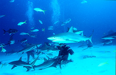 Caribbean reef shark feeding, Carcharhinus perezi, Bahamas, Caribbean Sea, Grand Bahama