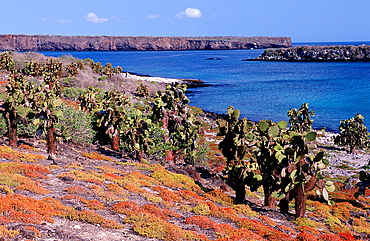 Galapagos island South Plaza, Plaza Sur, Ecuador, South America, Gal?pagos, Galapagos, Island, Pacific Ocean