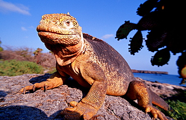 Galapagos Land Iguana, CONOLOPHUS SUBCRISTATUS, Ecuador, South America, Gal?pagos, Galapagos, Island, Plaza Sur