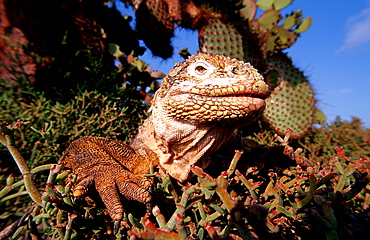 Galapagos Land Iguana, CONOLOPHUS SUBCRISTATUS, Ecuador, South America, Gal?pagos, Galapagos, Island, Plaza Sur