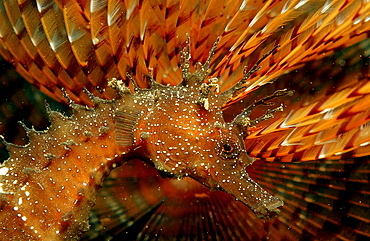 Speckled Seahorse, Long-snouted seahorse, Hairy Seahorse, Hippocampus guttulatus, Italy, Medterranean Sea, Sardinia