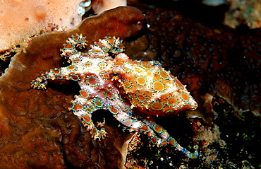 Blue Ringed Octopus, Hapolochlaena lunulata, Australia, Pacific Ocean, Great Barrier Reef