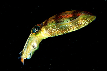 squid eats fish, Sepioteuthis lessoniana, Burma, Myanmar, Birma, Indian ocean, Andaman sea