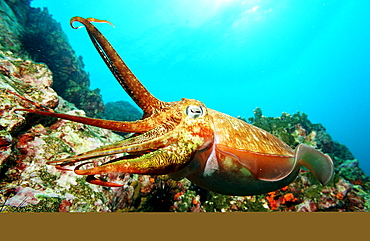 Cuttlefish, Sepia pharaonis, Burma, Myanmar, Birma, Indian ocean, Andaman sea