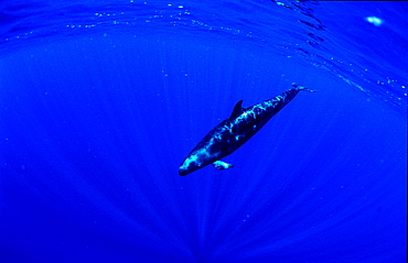 False Killer Whale, Pseudorca crassidens, Papua New Guinea, Pacific ocean