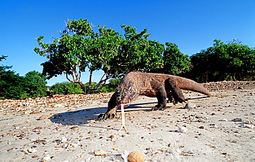 Komodo dragon in natural environment, Varanus komodoensis, Indonesia, Indian Ocean, Komodo National Park