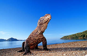 Komodo dragon in natural environment, Varanus komodoensis, Indonesia, Indian Ocean, Komodo National Park