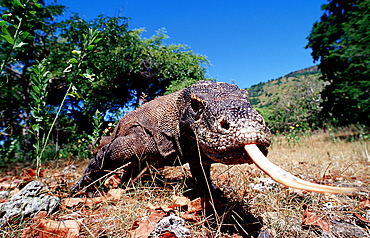 Komodo dragon in natural environment, Varanus komodoensis, Indonesia, Indian Ocean, Komodo National Park