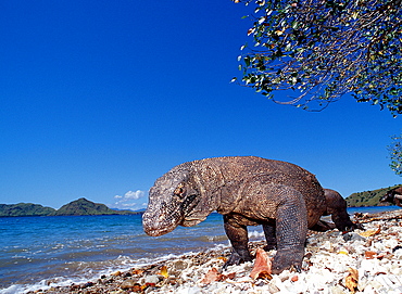 Komodo dragon in natural environment, Varanus komodoensis, Indonesia, Indian Ocean, Komodo National Park