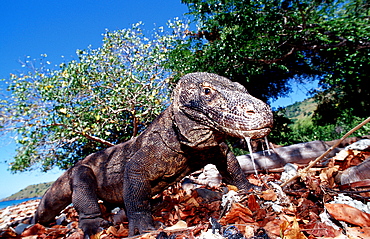 Komodo dragon in natural environment, Varanus komodoensis, Indonesia, Indian Ocean, Komodo National Park