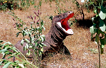 Komodo dragon in natural environment, Varanus komodoensis, Indonesia, Indian Ocean, Komodo National Park