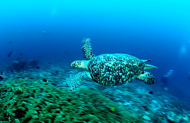 Green sea turtle, green turtle, Chelonia mydas, Micronesia, Pacific ocean