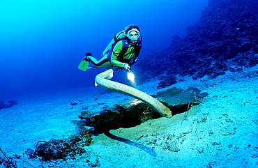 Olive sea snake and Scuba diver, Hydrophiidae, Australia, Pacific Ocean, Great Barrier Reef