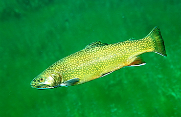 brook trout, Salvelinus fontinalis, Germany, Bavaria