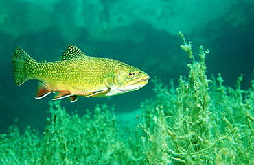 brook trout, Salvelinus fontinalis, Germany, Bavaria