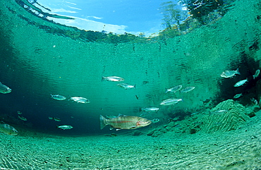 rainbow trout, Oncorhynchus mykiss, Germany, Bavaria
