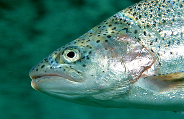 rainbow trout, Oncorhynchus mykiss, Germany, Bavaria