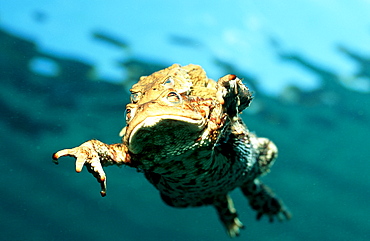 Mating toads, toad, Bufo bufo, Austria, Steiermark, Gruener See