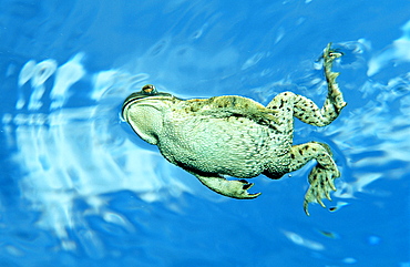 Toad, Bufo bufo, Germany, Bavaria