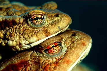 Toad, Bufo bufo, Austria, Steiermark, Gruener See