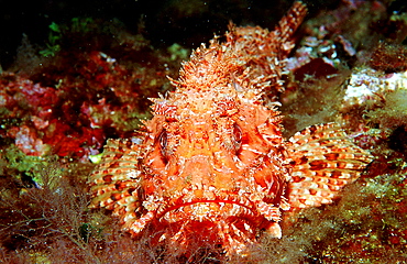 Great rockfish, Scorpaena scrofa, Spain, Mediterranean Sea, Costa Brava