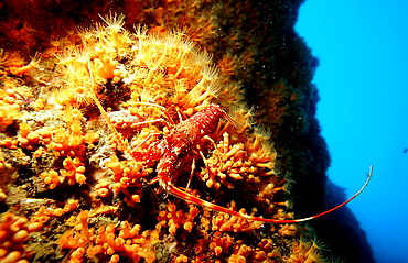 European lobster, Palinurus elephas, Spain, Mediterranean Sea, Costa Brava