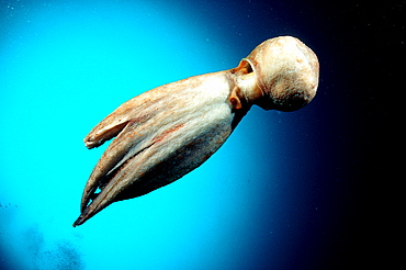 Octopus and scuba diver, Octopus vulgaris, Spain, Mediterranean Sea, Costa Brava