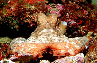 Octopus, Octopus vulgaris, Spain, Mediterranean Sea, Costa Brava