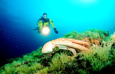 Octopus and scuba diver, Octopus vulgaris, Spain, Mediterranean Sea, Costa Brava