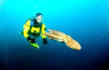 Octopus and scuba diver, Octopus vulgaris, Spain, Mediterranean Sea, Costa Brava