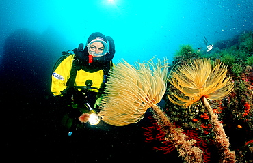 Fan worm and scuba diver, Spirographis spallanzani, Spain, Mediterranean Sea, Costa Brava