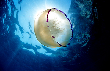 Jellyfish, Rhizostoma pulmo, Spain, Mediterranean Sea, Costa Brava